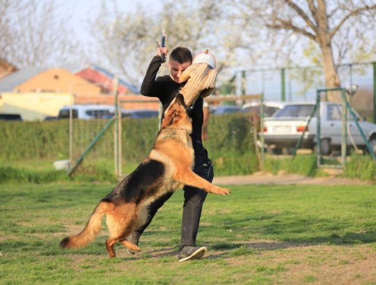 Profesyonel Köpek Eğitimi resmi