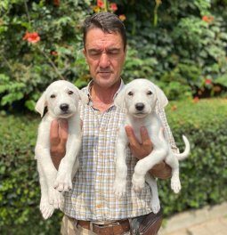  Akbaş Kangal Yavrularımız