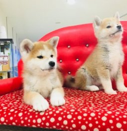 Akita İnu Yavruları