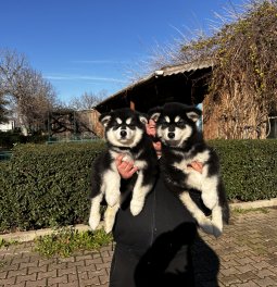 Alaskan Malamute Yavrularımız