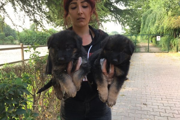  Alman Kurdu Yavruları