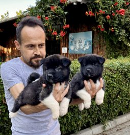Amerikan Akita Yavrularımız