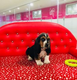 Basset Hound Yavru