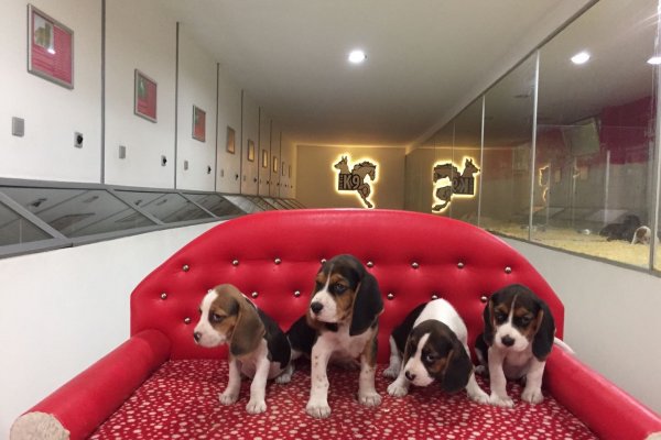  Beagle Yavruları