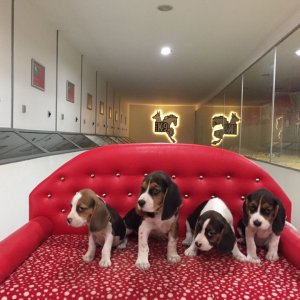 Beagle Yavruları galeri resmi