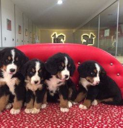 Bernese Dağ Köpeği Yavruları