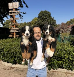 Bernese Dağ Köpeği Yavruları