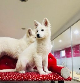 Beyaz Alman Kurdu Yavruları