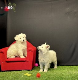 Beyaz Alman Kurdu Yavruları