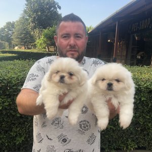 Beyaz Pekingese Yavrularimiz