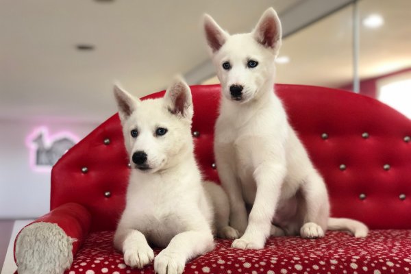  Beyaz Sibirya Kurdu Husky Yavruları