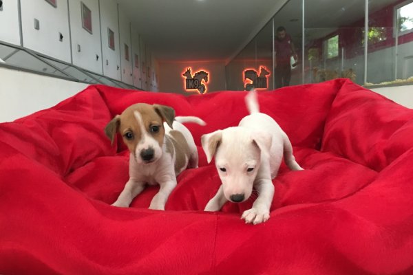  Bol Çeşitli Jack Russell  Yavruları