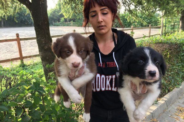  Border Collie Yavruları