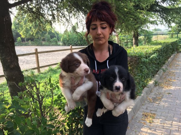 Border Collie Yavruları 