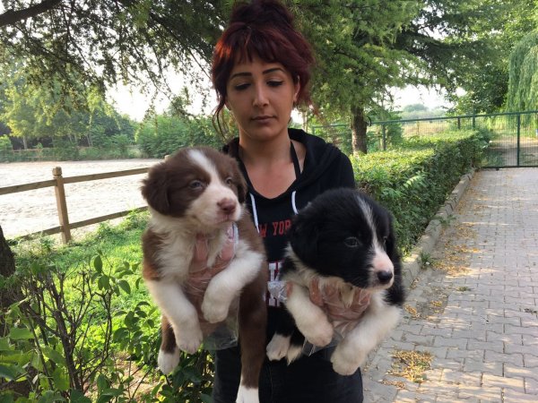 Border Collie Yavruları 