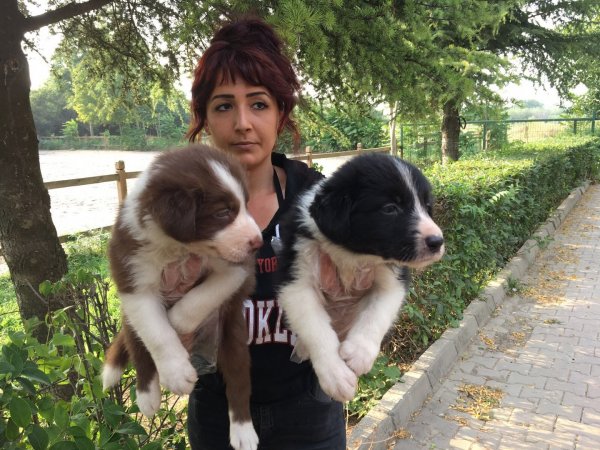 Border Collie Yavruları 