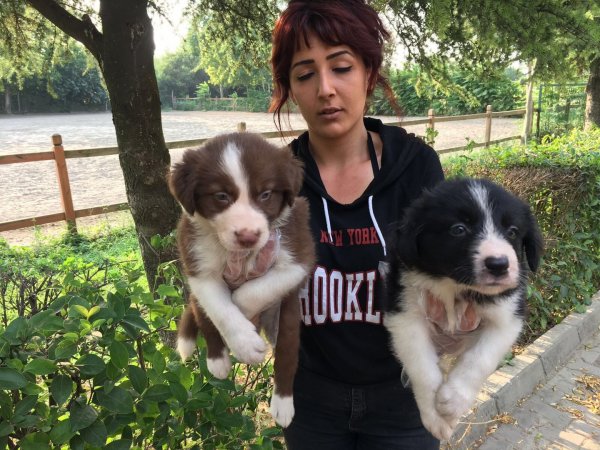 Border Collie Yavruları 