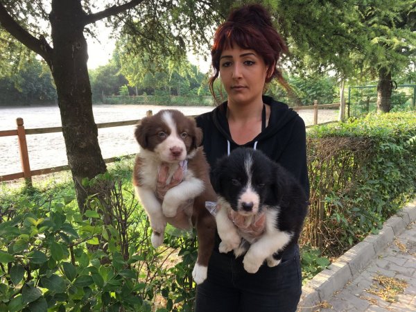 Border Collie Yavruları 