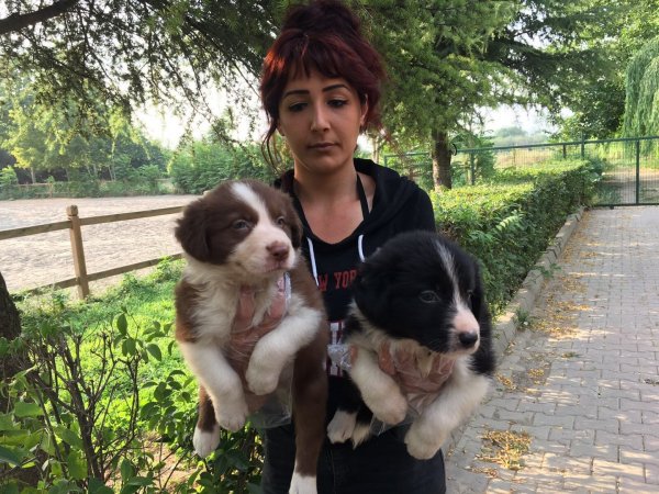 Border Collie Yavruları 