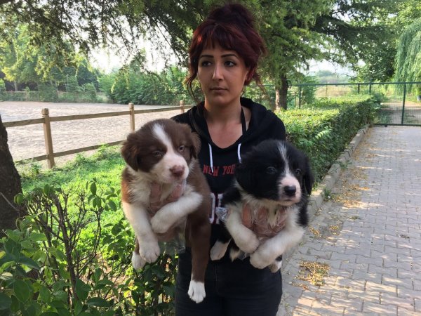 Border Collie Yavruları 