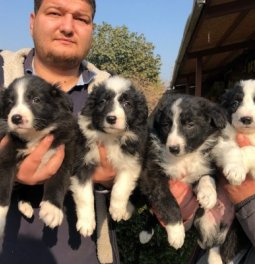 Border Collie Yavruları
