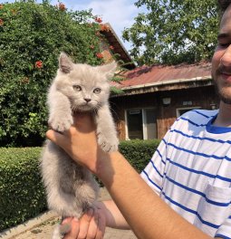  British Shorthair Kedi Yavrularımız