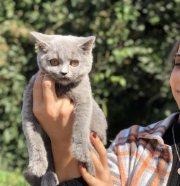  British Shorthair Kedi Yavrularımız