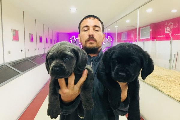  Cane Corso Yavruları