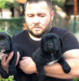 Cane Corso  Yavruları