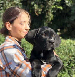  Cane Corso Yavrularımız