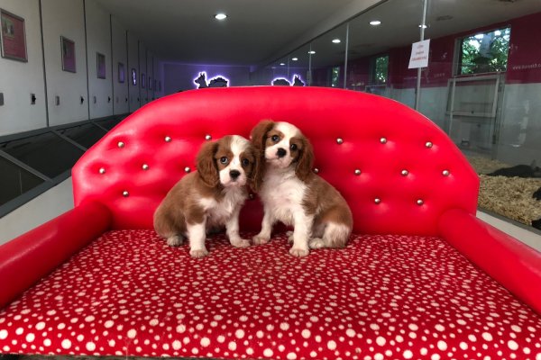  Cavalier King Charles Yavruları