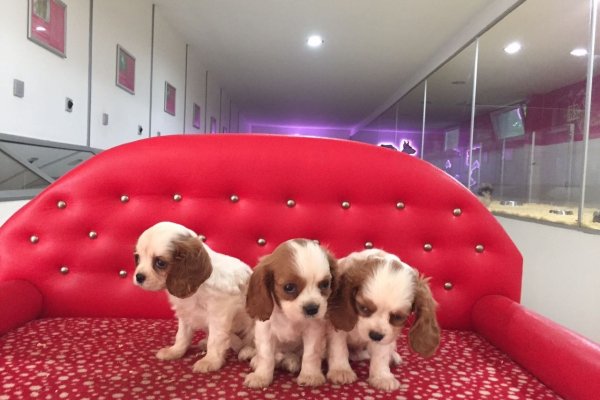  Cavalier King Charles Yavruları
