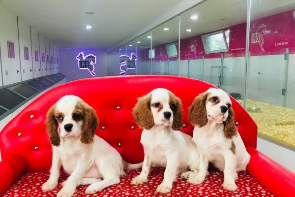  Cavalier King Charles Yavruları