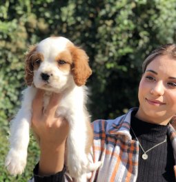  Cavalier King Charles Yavrumuz