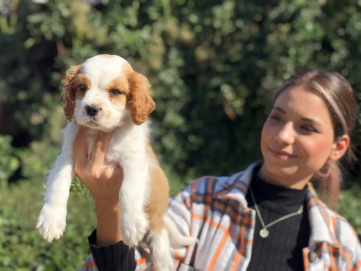 Cavalier King Charles Yavrumuz 