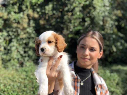 Cavalier King Charles Yavrumuz 
