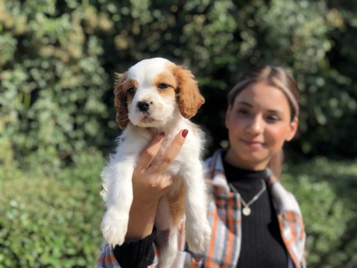 Cavalier King Charles Yavrumuz 
