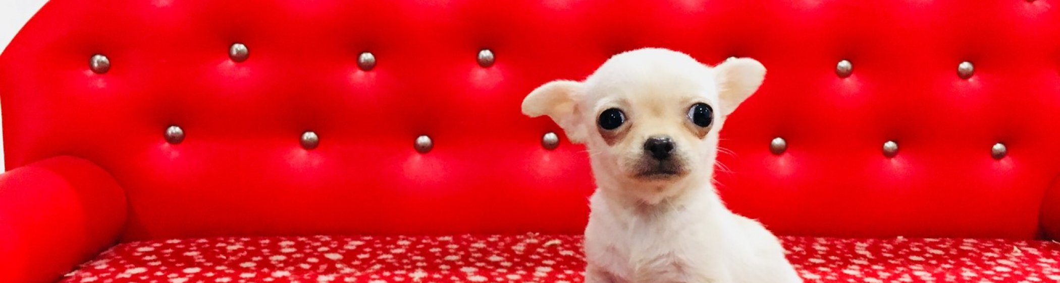 Chihuahua Yavru resmi