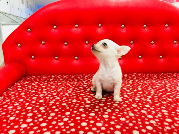Chihuahua Yavru 