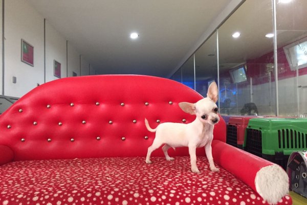  Chihuahua Yavruları