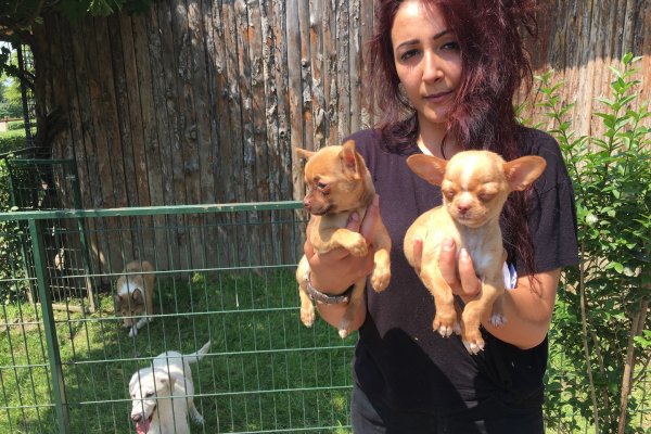  Chihuahua Yavruları