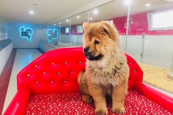  Chow Chow ( Çin Aslanı ) Yavru