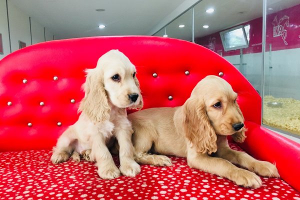  Cocker Spaniel Yavruları