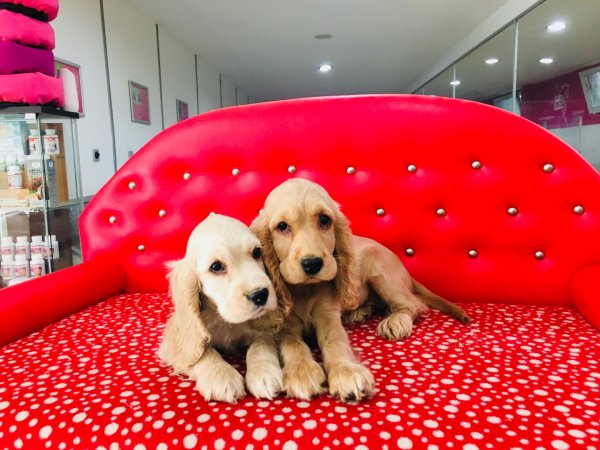 Cocker Spaniel Yavruları 