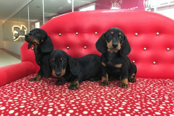  Dachshund Sosis Köpek Yavruları
