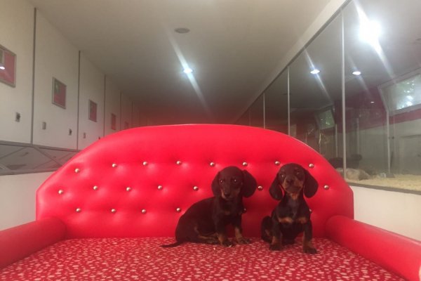  Dachshund Yavruları