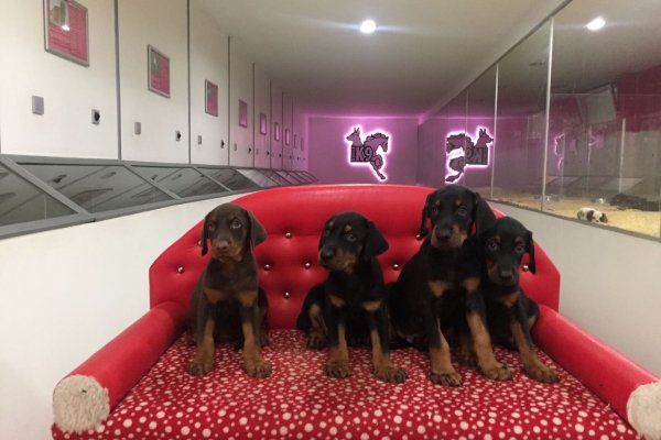  Doberman Yavruları