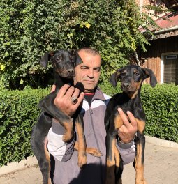  Doberman Yavrularımız