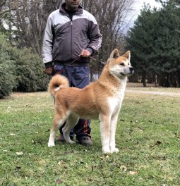  Eğitimli Akita İnu