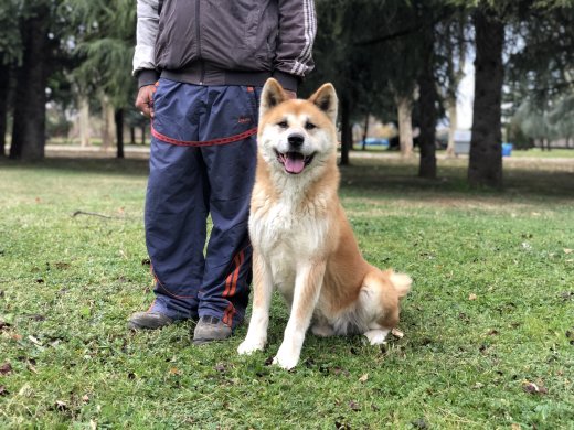 Eğitimli Akita İnu 